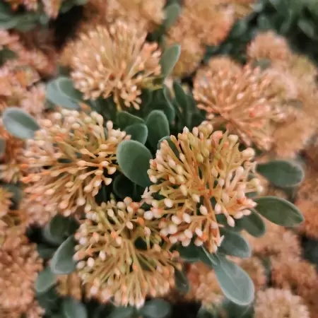 Клевер искусственный