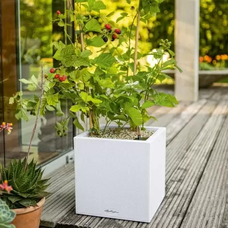 Кашпо Lechuza Canto Stone low