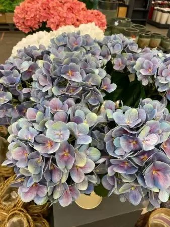 Гортензия искусственная