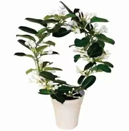 Стефанотис Флорибунда