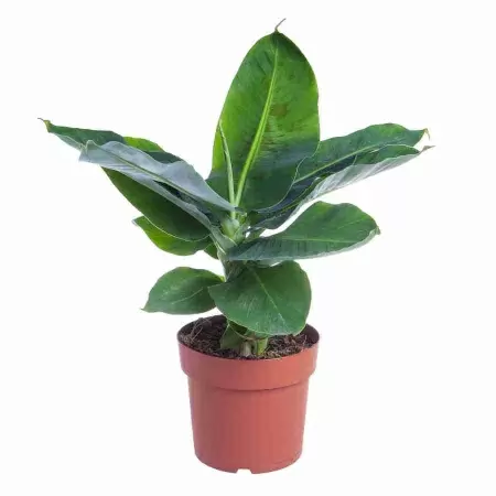 Банан тропикана