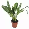 Аглаонема Грин Леди