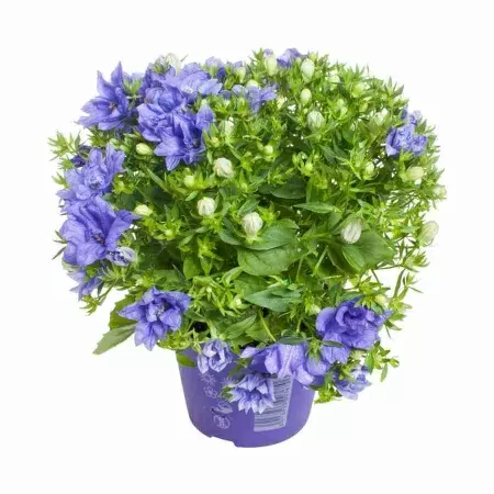 Кампанула изофилла Наполи