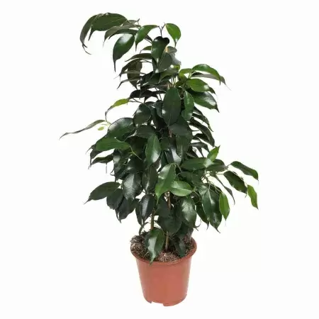 Фикус бенджамина Даниэль