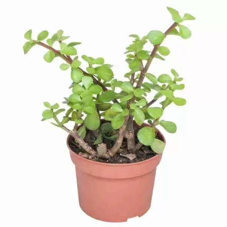 Портулакария Афра