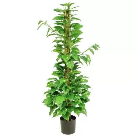 Эпипремнум искусственный