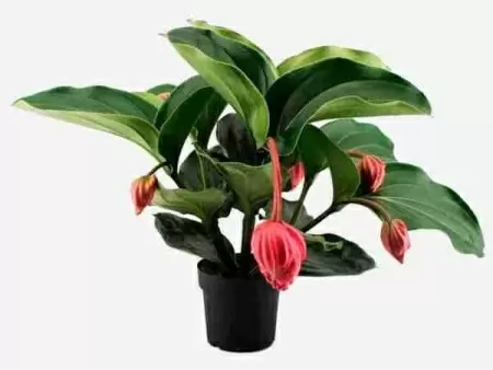 Мединилла Магнифика