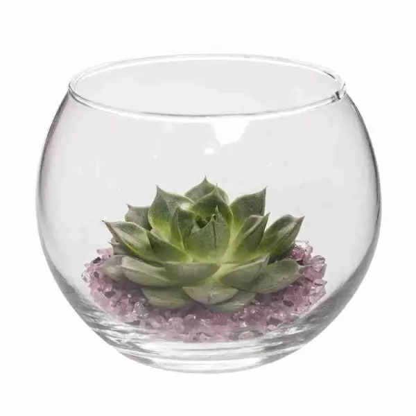 Эхеверия Сильвер Квин