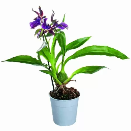 Зигопеталум Ред 1 ст