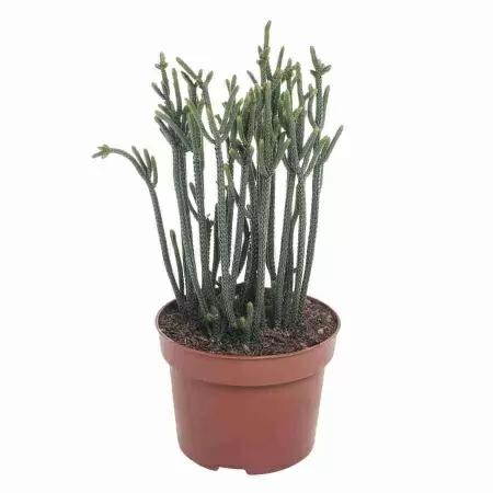 Крассула Гармони Ин Грин