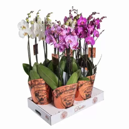 Фаленопсис ассорти 3 ствола