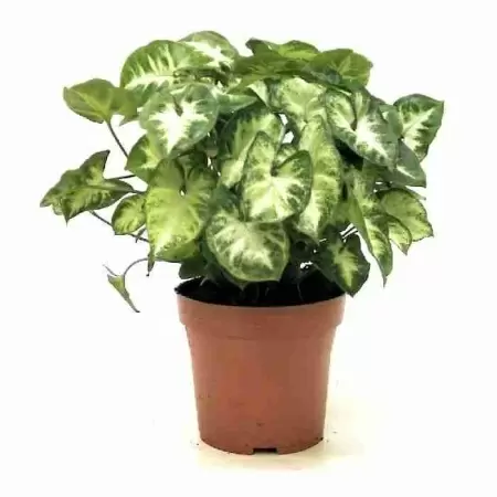 Сингониум Пикси Сингониум Пикси