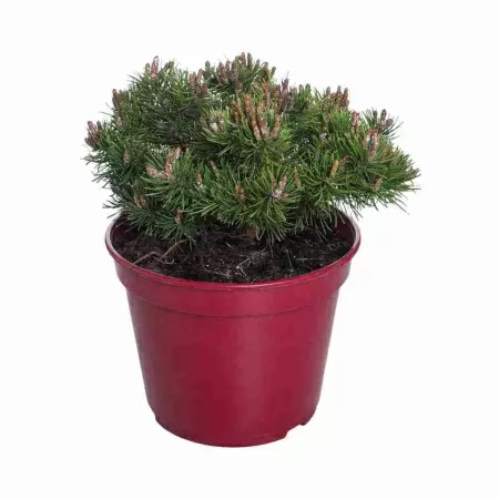 Сосна горная Пумилио