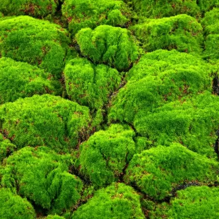 Мох с кочками