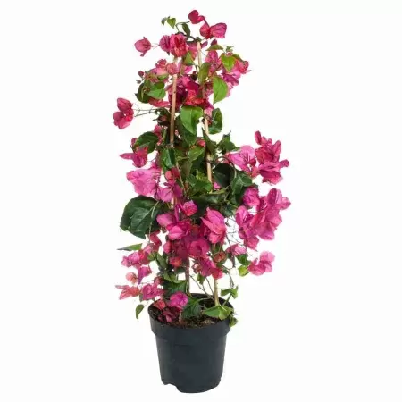 Бугенвиллия Красная пирамида