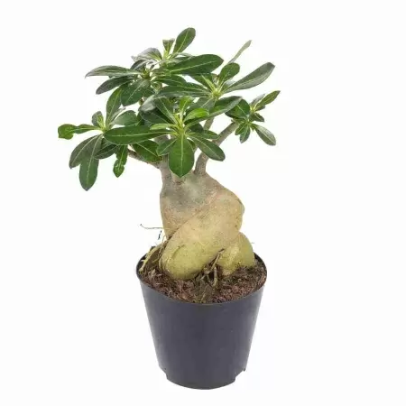 Адениум Обесум