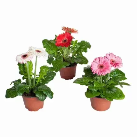 Гербера Parade