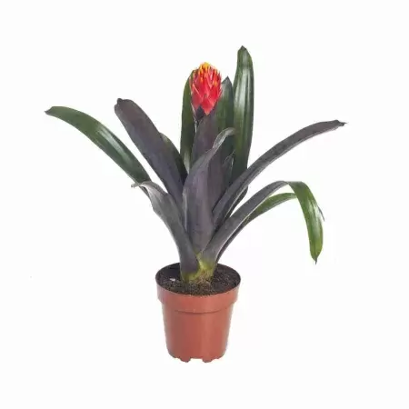 Гузмания Конифера