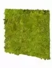Панель из стабилизированного мха, зеленый лайм Панель из стабилизированного мха, зеленый лайм