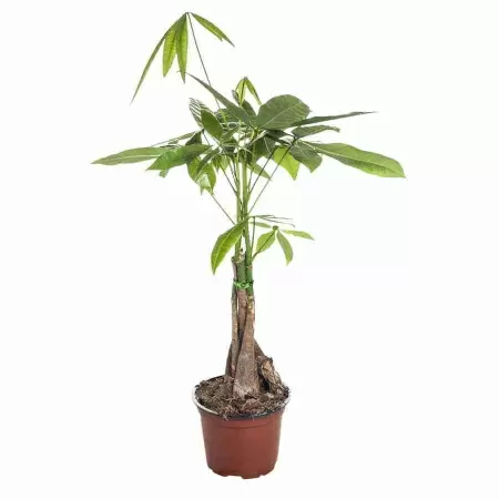 Пахира Акватика