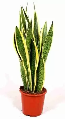 Сансевиерия Лауренти