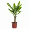 Драцена фрагранс Голден Кост 1ст