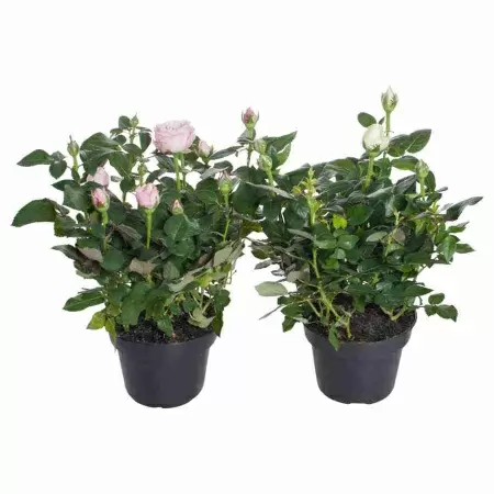 Роза Инфинити микс