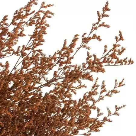 Эрагростис стабилизированный