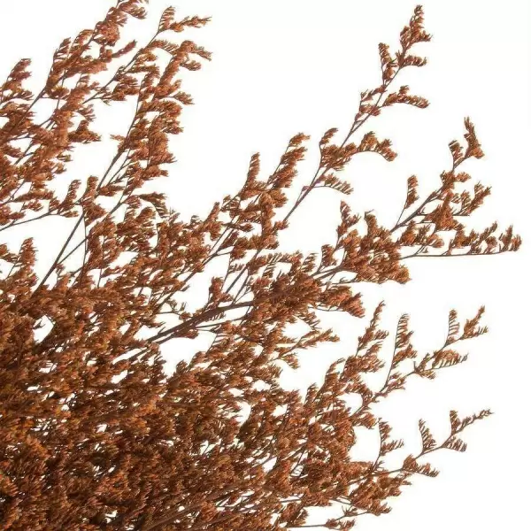 Эрагростис стабилизированный