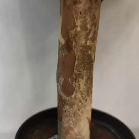 Самшит искусственный Шар в кашпо 