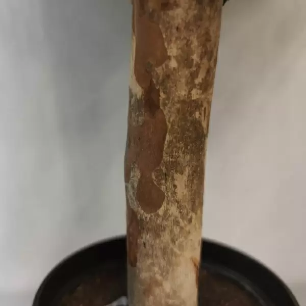 Самшит искусственный Шар в кашпо 