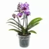 Фаленопсис Букет Дилайт 3-5 ствола