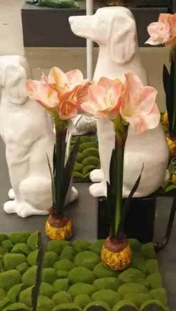 Мох с кочками