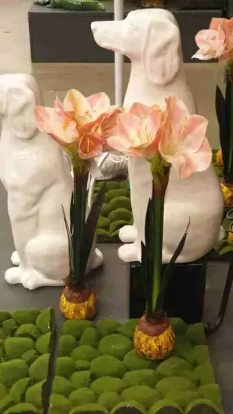 фото Мох с кочками Мох с кочками