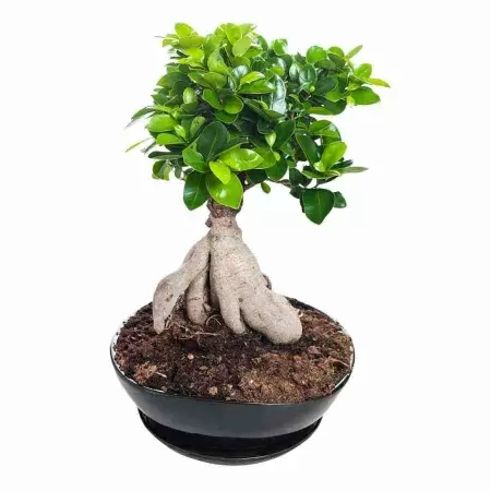 Бонсай микс Будда Бонсай микс Будда