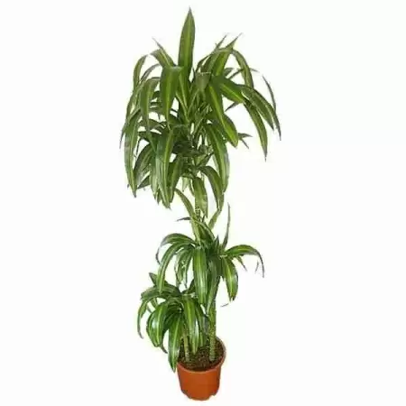 Фиалка Ананда фото