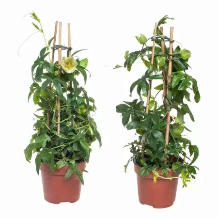 Пассифлора Микс