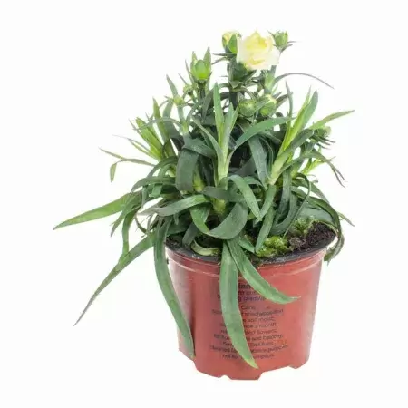 Гвоздика Луна