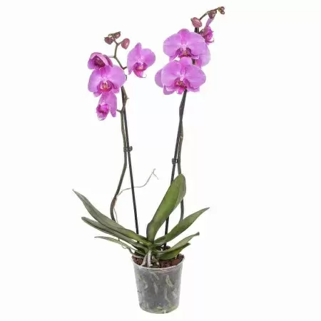 Фаленопсис Кармен