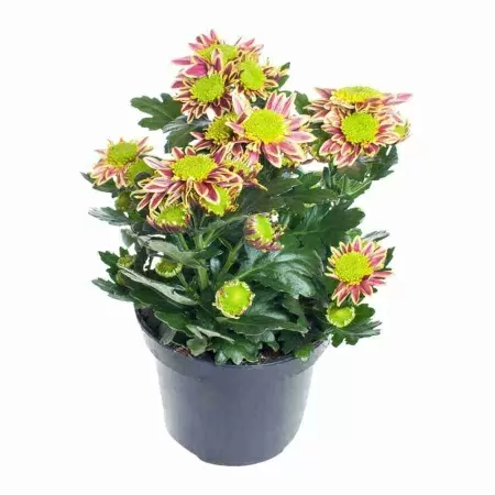 Хризантема Саба жёлтая