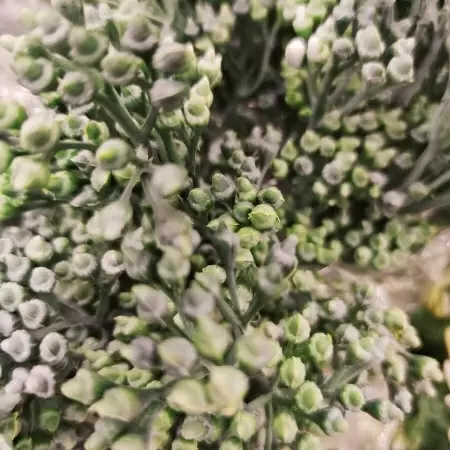 Гиперкиум искусственный