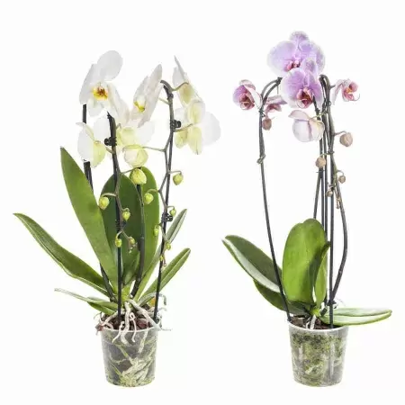 Фаленопсис Кембридж каскад 2 ст