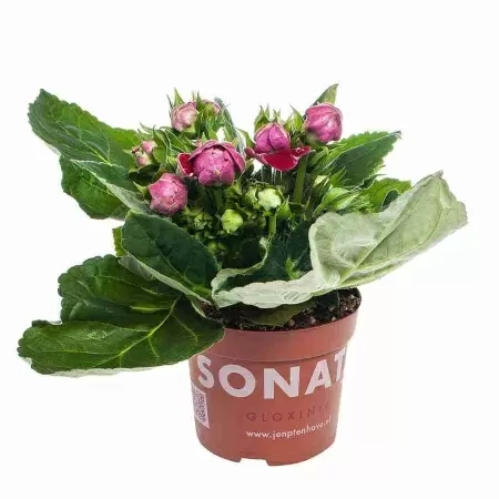 Глоксиния махровая