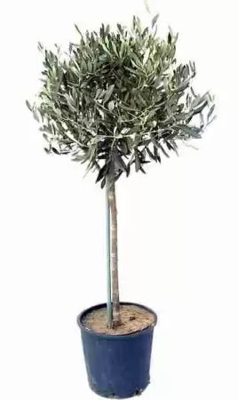 Оливковое дерево 