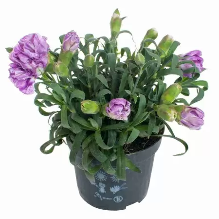 Гвоздика Илка Гвоздика Илка