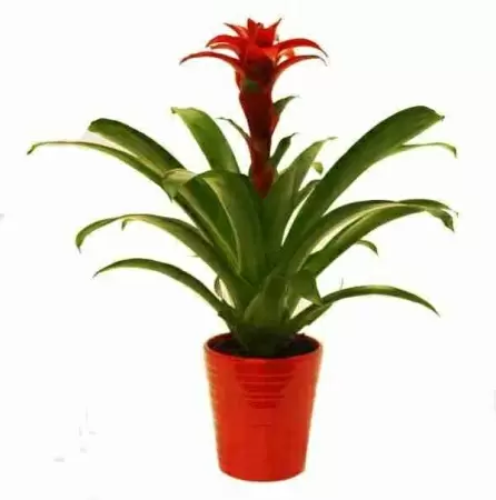 Гузмания Дэнис