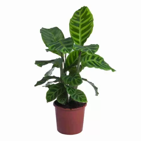 Калатея Зебрина