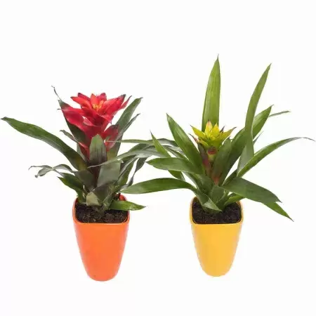 Гузмания Милена