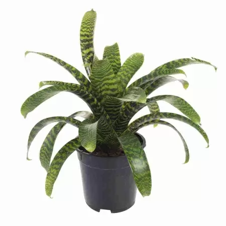 Вриезия Иероглиф 