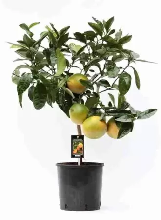 Грейпфрут Грейпфрут